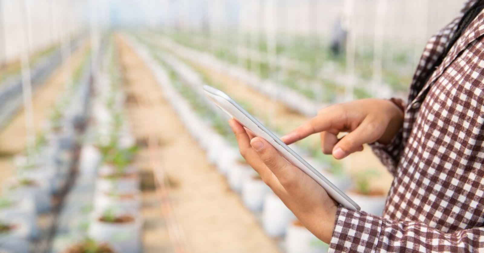 Proyecto | ÑAWI CROP IA: Plataforma para detectar enfermedades en hojas de fresas | Jorge Rodríguez