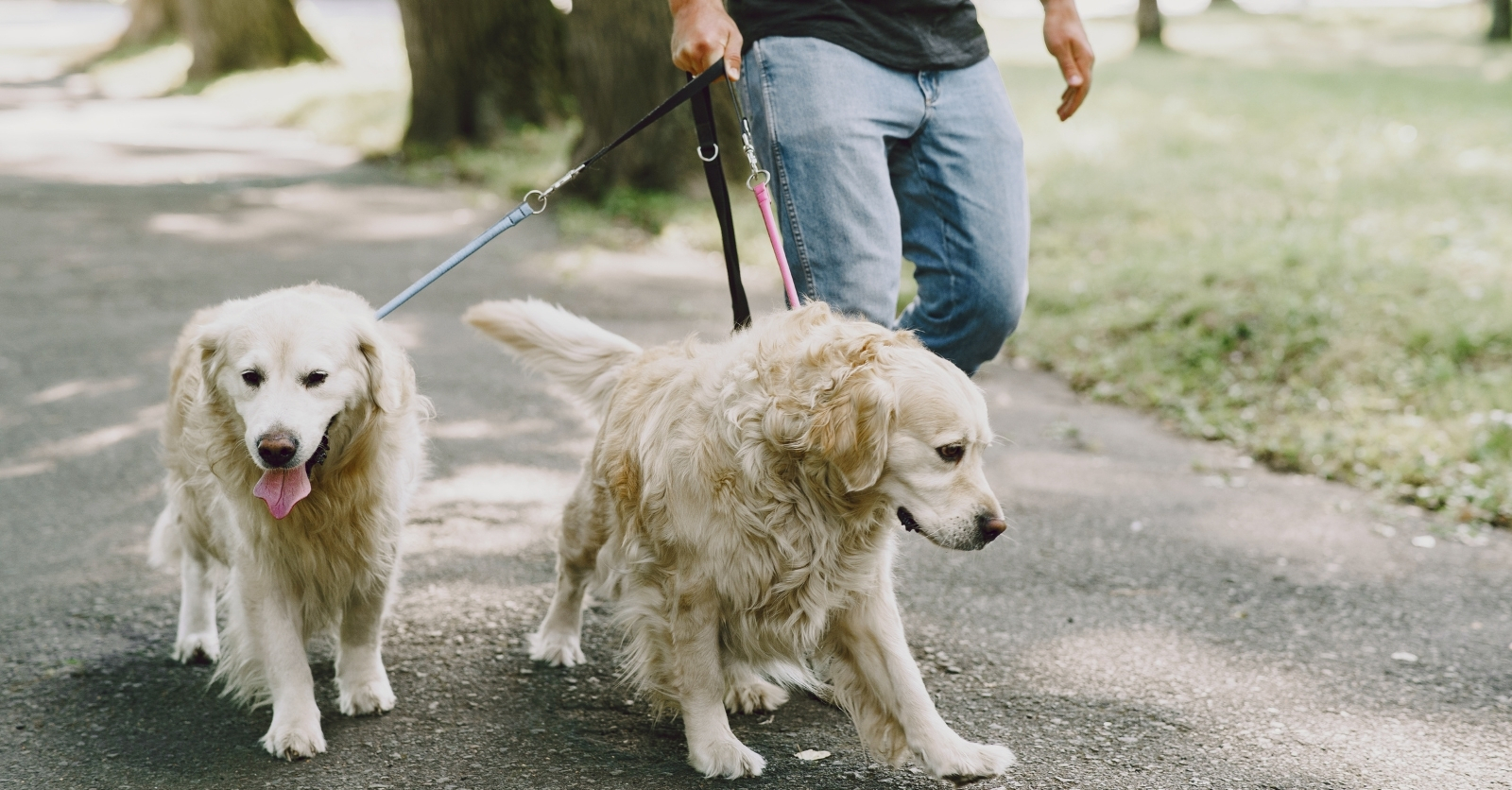Proyecto | WAGS: Sistema inteligente de paseos con rastreo GPS en AWS | Daniela Castrejón